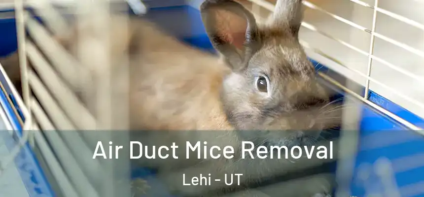 Air Duct Mice Removal Lehi - UT